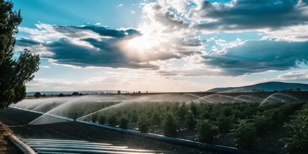 Wide view of an outdoor marijuana field being irrigated at sunset.