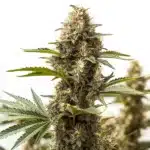 Peyote Super Lemon Haze flower showing frosty trichomes and lemon-colored pistils.