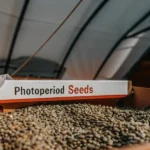 Box labeled Photoperiod Seeds filled with cannabis seeds in storage.