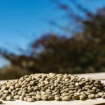 Pile of healthy cannabis seeds resting on a wooden surface outdoors.
