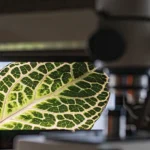 Plant leaf under microscope showing illuminated green vein patterns.