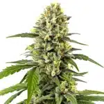 Platinum OG avec un cola compact riche en trichomes argentés et pistils jaunes.