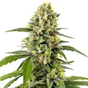 Platinum OG avec un cola compact riche en trichomes argentés et pistils jaunes.