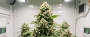 Resinous autoflower hybrid with thick buds under LED grow lights.