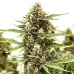 Close-up of Presidential OG showcasing dense buds and thick resin glands.