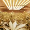 Indoor cannabis plants growing under strong LED lights with dense buds.