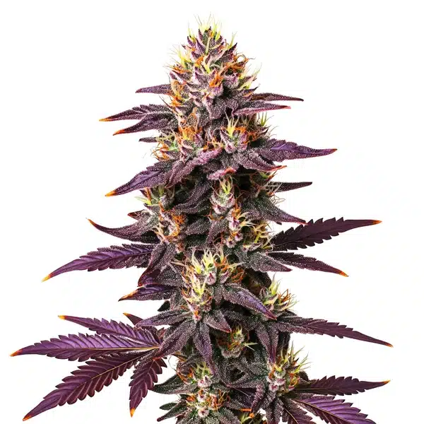 Purple Lavender Kush montrant un bourgeon violet profond aux pistils orange lumineux.