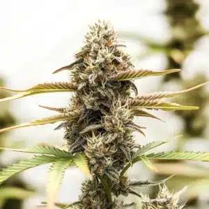 Purple Punch x Purple Kush bud with dark purple leaves and shimmering trichomes.