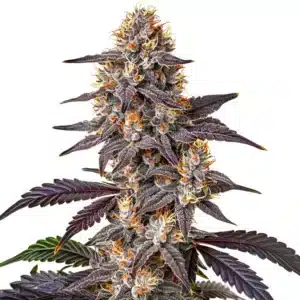 Purple Sunset cannabis flower with deep purple leaves and orange pistils coated in heavy trichomes.