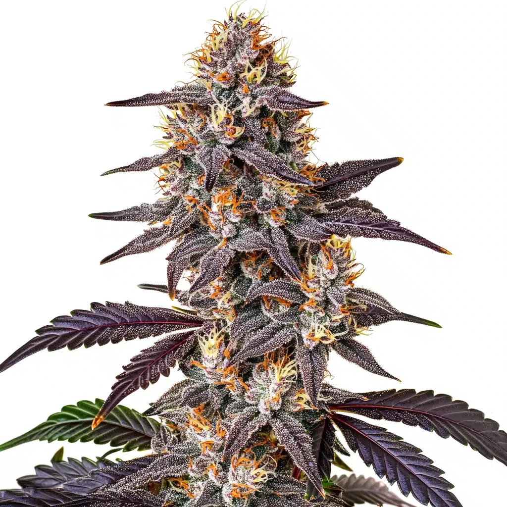Purple Sunset cannabis strain by Blim Burn Seeds