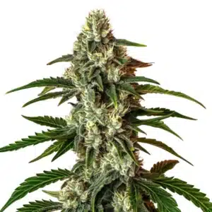 Rainbow Driver Auto cannabis bud with colorful tones and dense trichomes.