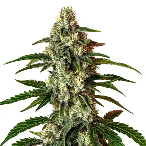 Rainbow Driver Auto cannabis bud with colorful tones and dense trichomes.