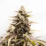 Rainbow Sherbet Auto cannabis cola with multicolored pistils and shimmering trichomes.