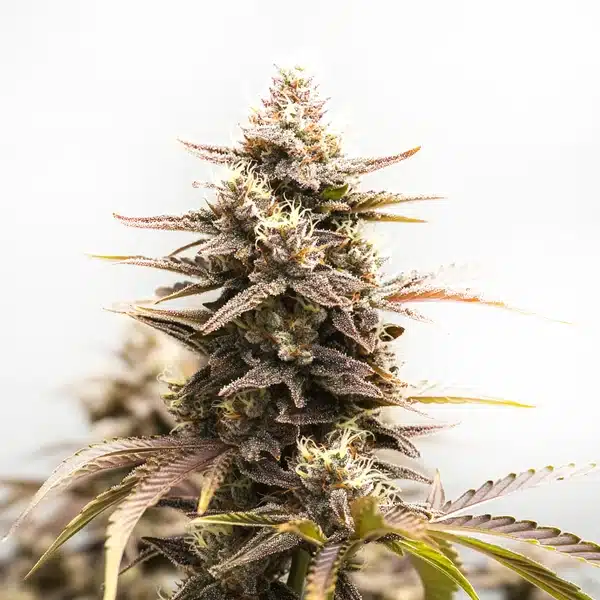 Rainbow Sherbet Auto cannabis cola with multicolored pistils and shimmering trichomes.