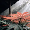 Red cannabis leaves illuminated by sunlight inside a shaded greenhouse.