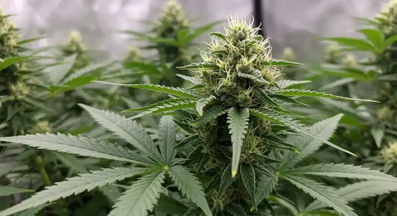 An M8 plant in full bloom, displaying resinous buds and trichomes that highlight its premium genetics and aroma.