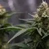Resinous-cannabis-bud-indoor-closeup with frosty trichomes and vibrant leaves.
