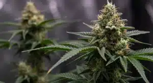 Resinous-cannabis-bud-indoor-closeup with frosty trichomes and vibrant leaves.