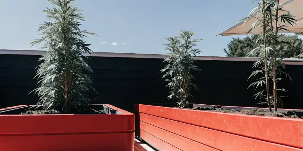 Rooftop cannabis planters with young tall plants growing in red containers under clear sky.