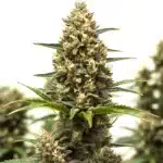 RS11 x Lemon Tree cannabis bud with frosty trichomes, orange hairs, and hints of purple.