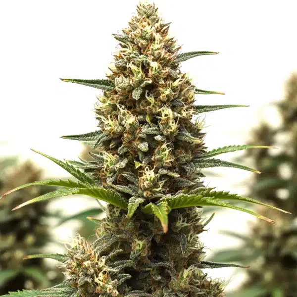 RS11 x Lemon Tree cannabis bud with frosty trichomes, orange hairs, and hints of purple.