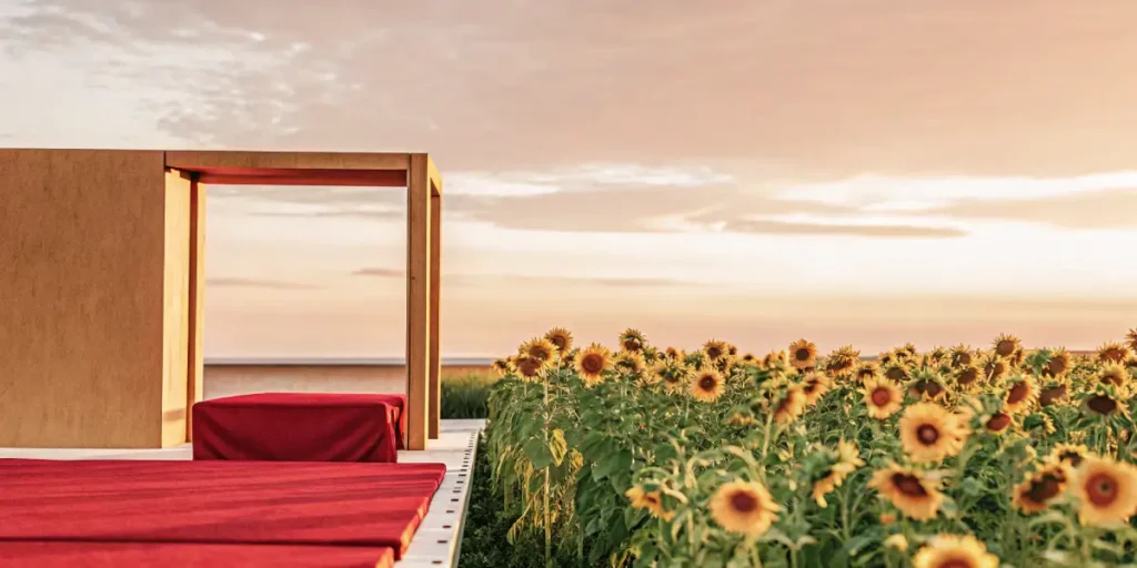 Sunflower field at sunset next to a modern wooden structure.