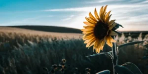 single sunflower in a field illuminated by sunset light