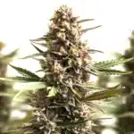 Sunset Sherbet Auto cannabis flower with orange hairs and frosty crystals.