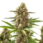 Super Purple Auto CBD avec cola violet profond, pistils crème et trichomes brillants.