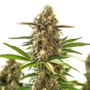 Super Purple Auto CBD avec cola violet profond, pistils crème et trichomes brillants.