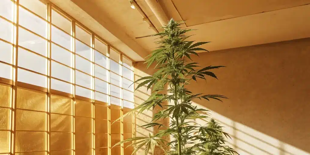 Tall cannabis plant reaching sunlight inside a bright indoor room.