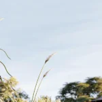 Tall grass blades swaying under a clear blue sky with trees in the distance.