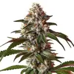 thai dream auto cannabis flower with tall sativa structure and frosty trichomes