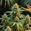 Green Crack Auto plant with dense buds surrounded by tropical flowers in a garden.