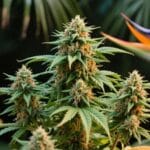 Green Crack Auto plant with dense buds surrounded by tropical flowers in a garden.