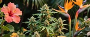 Green Crack Auto plant with dense buds surrounded by tropical flowers in a garden.