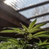 Close-up of a vibrant marijuana plant with dew drops under sunlight inside a greenhouse.