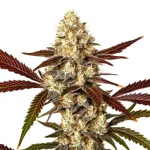 Watermelon Gelato Auto resinous cannabis bud with vibrant green leaves.