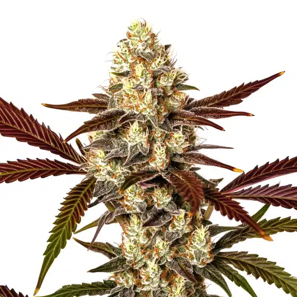 Watermelon Gelato Auto resinous cannabis bud with vibrant green leaves.