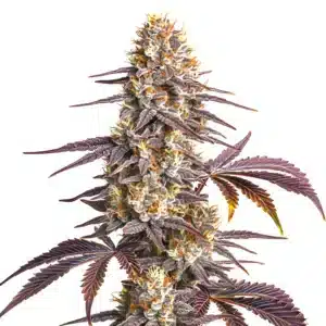 Whale Breath cannabis cola showcasing heavy trichomes and thick bud formation.