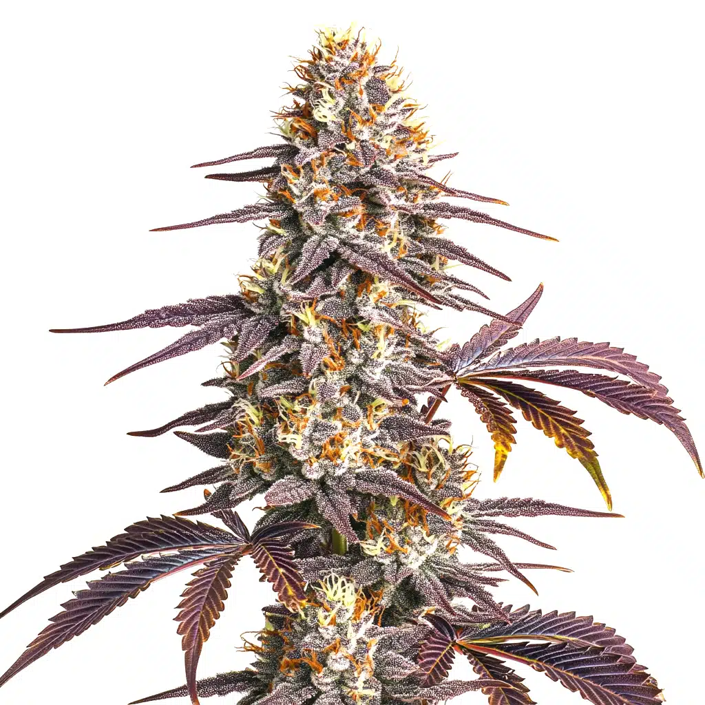 Whale Breath cannabis strain by Blim Burn Seeds