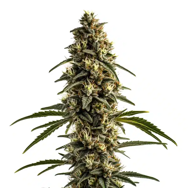 White OG Kush avec cola épais vert argenté recouvert de trichomes brillants.