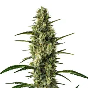 Wild Thai montrant un cola élancé et chargé de têtes aérées couvertes de trichomes.