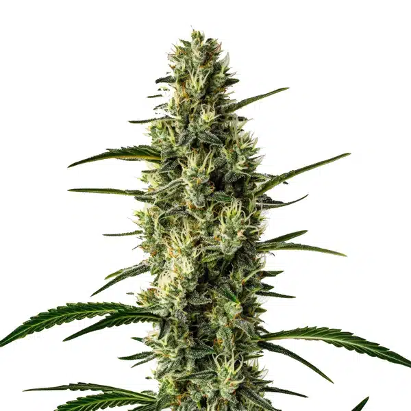 Wild Thai montrant un cola élancé et chargé de têtes aérées couvertes de trichomes.