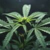 Cannabis plant in vegetative stage with wide green leaves and delicate moisture droplets, photographed in a low-light environment. Ideal for educational content on early plant development.