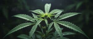 Cannabis plant in vegetative stage with wide green leaves and delicate moisture droplets, photographed in a low-light environment. Ideal for educational content on early plant development.