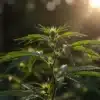 Young-cannabis-plant-sunlight-outdoor with fresh green leaves lit by warm sunlight.