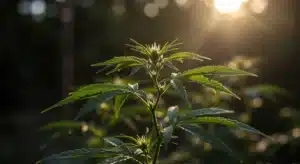 Young-cannabis-plant-sunlight-outdoor with fresh green leaves lit by warm sunlight.