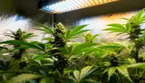 AK59 Auto Indoor Growth Under LED Spectrum.