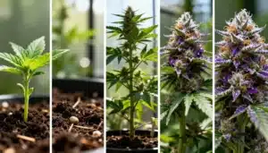 Alien Rock Candy F1 Growth Stages from Seedling to Harvest.